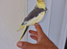 Super Tamed baby Cockatiel for sale