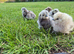 Silkie chicks & hatching eggs