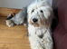 Old English Sheepdog Puppies