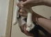 Kittens need urgent homes