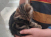 Part marble bengal 10 week old male kitten