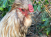 Silver Partridge Silkies