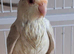 Grey and Cream Kakariki