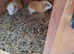 Baby Guinea Pig