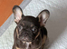 French bull dog puppy 9 weeks