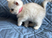 Silver pedigree British shorthair kittens