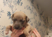 Kc registered blue fawn whippets