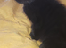 1 kitten ready for there forever homes