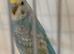 Baby pastel rainbow budgie ring number 28 2026 rung