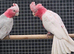 Lutino galah pair