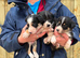 Border Collie Puppies for sale