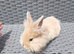 Mini Lop cross Lionheads super friendly! just 2 boys left!
