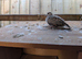 Beautiful Pair of Diamond Dove's For sale