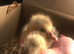 Happy healthy goslings available