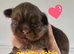 Special quality dobie Imperial shih tzu's
