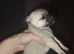 Chihuahua puppy