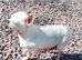 Katie the White Russian chihuahua