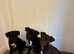 Quality Patterdale Terrier Puppies