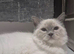 TICA Registered Pedigree Lilac Point/Mitted