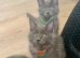 TICA registration Blue Maine coon kittens