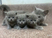 Stunning British short haired Blue Kittens