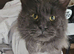 Male blue mainecoon