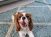 2yr old KC Cavalier King Charles