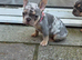 Mobile microchipping service