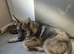 7 months old shepsky male pup for sale