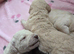 Cockapoo puppies