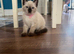 3 left beutiful kittens :) looking forever homes. ready now