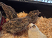 Point-of-Lay Coturnix Quail for Sale in Bridgwater, Somerset