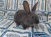 Purebred baby blue self English rabbit - ready now!