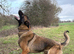 Mali x Dutch herder