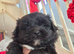 Maltipeke boy pup for sale