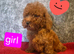 Miniature Poodle puppies