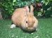 Pure breed Netherlands dwarf orange female