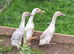 Runner Ducks x 3 Female