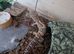 Leopard gecko