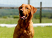 KC Registered Fox Red Labrador Puppy (only 1 left)