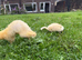 White ferrets