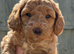 Cockapoo