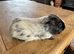 Guinea pigs