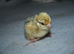 75 Japanese (Jambo) Quails chicks available