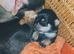 2 girls 1 boy chihuahuas for sale