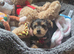 Female Yorkshire Terrier Pup