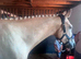 Palomino