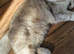 Scottish fold boy and girl