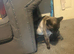 Simease cat