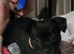 1 little female pocket bully X staff